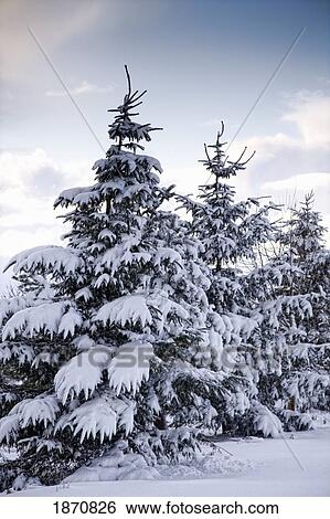 northumberland, england; snow-covered trees View Large Photo Image Stock Photograph - northumberland, england; snow-covered trees. Fotosearch