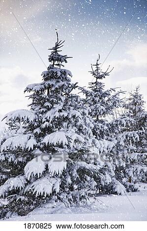 northumberland, england; snow-covered trees in the falling snow View Large Photo Image Stock Photography - northumberland, england; snow-covered trees in the falling snow. Fotosearch
