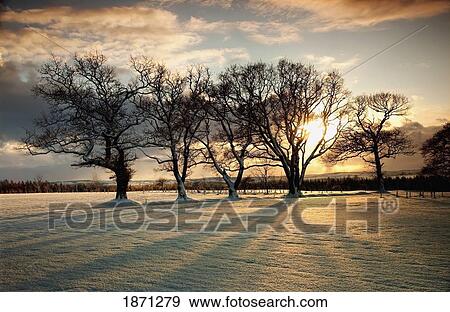 Stock Photo - northumberland, england; sun setting over a field and trees. Fotosearch