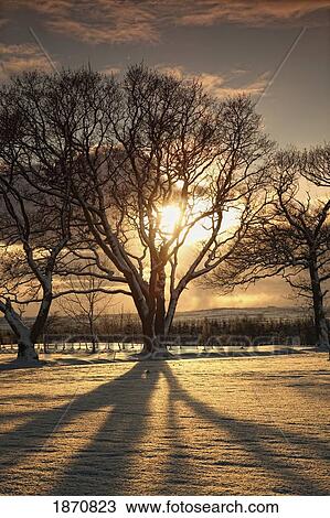 Stock Image - northumberland, england; the sun setting through the trees. Fotosearch