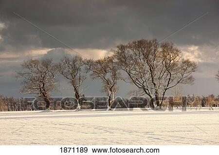 northumberland, england; tracks in the snow View Large Photo Image Stock Photo - northumberland, england; tracks in the snow. Fotosearch