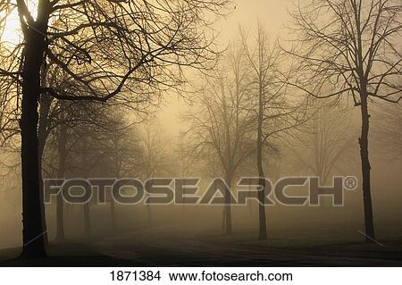 Picture - oregon cascades, oregon, united states of america; sun shining through the fog. Fotosearch