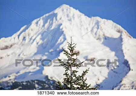 oregon cascades, oregon, united states of america; mount hood viewed from lolo pass View Large Photo Image Stock Image - oregon cascades, oregon, united states of america; mount hood viewed from lolo pass. Fotosearch