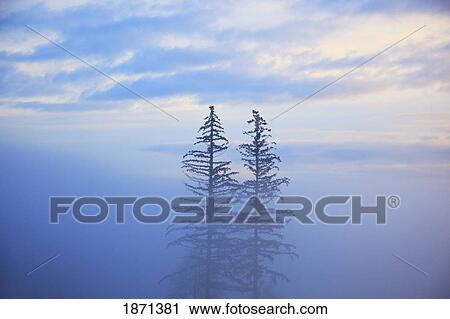 Stock Image - oregon cascades, oregon, united states of america; trees in the fog. Fotosearch