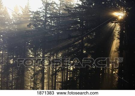 Stock Image - oregon cascades, oregon, united states of america; sun shining through the trees and fog. Fotosearch