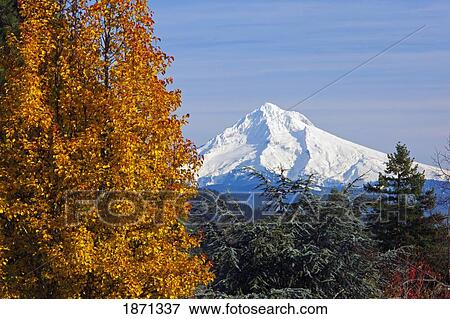 oregon cascades, oregon, united states of america; mount hood and the trees in autumn View Large Photo Image Stock Photo - oregon cascades, oregon, united states of america; mount hood and the trees in autumn. Fotosearch