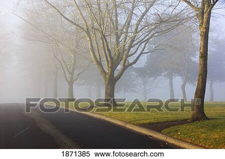Stock Photography - oregon cascades, oregon, united states of america; fog surrounding the trees. Fotosearch