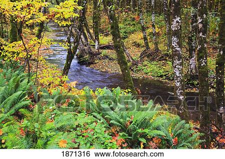 oregon coast range, oregon, united states of america; autumn colors along wolf creek View Large Photo Image Stock Photograph - oregon coast range, oregon, united states of america; autumn colors along wolf creek. Fotosearch