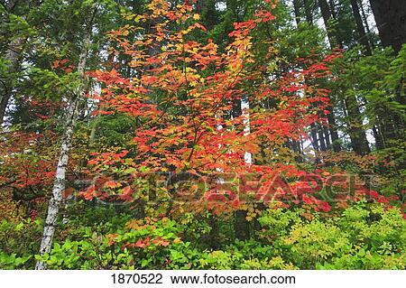 Stock Image - oregon, united states of america; a forest in silver falls state park in autumn. Fotosearch