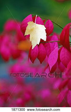 Stock Image - oregon, united states of america; a yellow leaf fallen on pink leaves. Fotosearch