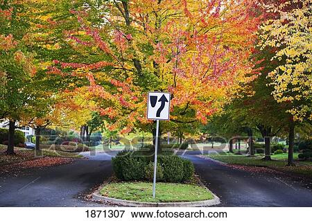 Stock Photo - oregon, united states of america; a residential street in autumn. Fotosearch