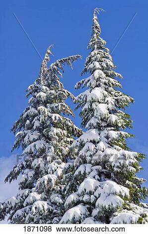 oregon, united states of america; fresh snow covering the trees View Large Photo Image Stock Photo - oregon, united states of america; fresh snow covering the trees. Fotosearch