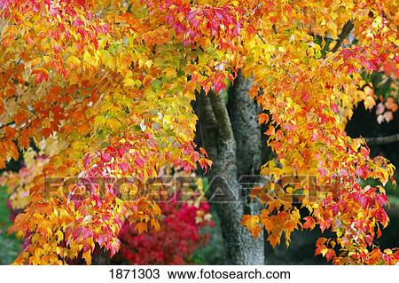 Stock Image - oregon, united states of america; red and yellow leaves on a tree in autumn. Fotosearch