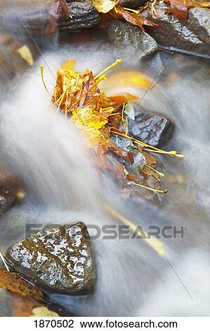 Stock Image - oregon, united states of america; flowing water in a creek in autumn in columbia river gorge national scenic area. Fotosearch