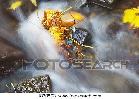oregon, united states of america; flowing water in a creek in autumn in columbia river gorge national scenic area View Large Photo Image Stock Image - oregon, united states of america; flowing water in a creek in autumn in columbia river gorge national scenic area. Fotosearch
