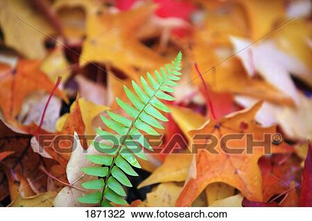 oregon, united states of america; autumn colored leaves and a fern View Large Photo Image Stock Image - oregon, united states of america; autumn colored leaves and a fern. Fotosearch