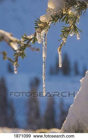 Stock Photo - oregon, united states of america; icicles on a tree branch in mount hood national forest. Fotosearch
