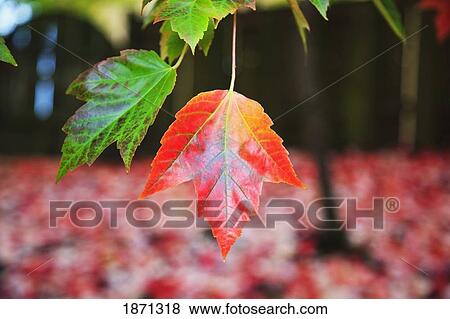 oregon, united states of america; leaves on a tree changing to autumn colors View Large Photo Image Stock Photo - oregon, united states of america; leaves on a tree changing to autumn colors. Fotosearch