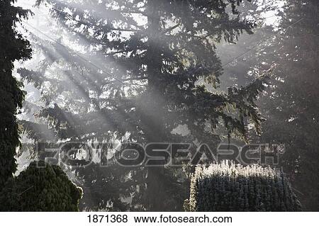 oregon, united states of america; the sun shining through the fog and trees on mount hood View Large Photo Image Stock Photo - oregon, united states of america; the sun shining through the fog and trees on mount hood. Fotosearch