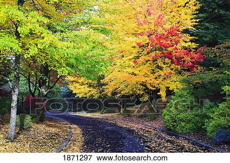 oregon, united states of america; trees lining the road in autumn colors View Large Photo Image Stock Photo - oregon, united states of america; trees lining the road in autumn colors. Fotosearch