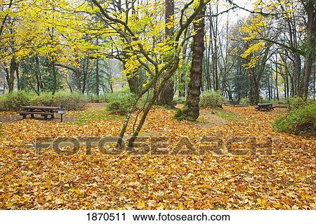 picnic tables in a park with trees in autumn View Large Photo Image Stock Image - picnic tables in a park with trees in autumn. Fotosearch
