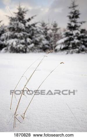 Stock Photo - pieces of dead grass sticking up out of the snow. Fotosearch