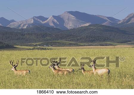 pincher creek, alberta, canada; deer walking through a field with mountains in the background View Large Photo Image Stock Image - pincher creek, alberta, canada; deer walking through a field with mountains in the background. Fotosearch