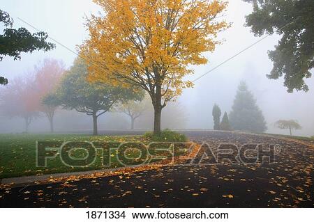 portland, oregon, united states of america; trees in a park in the fog in autumn View Large Photo Image Picture - portland, oregon, united states of america; trees in a park in the fog in autumn. Fotosearch
