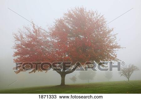 portland, oregon, united states of america; trees in a park in the fog in autumn View Large Photo Image Stock Image - portland, oregon, united states of america; trees in a park in the fog in autumn. Fotosearch