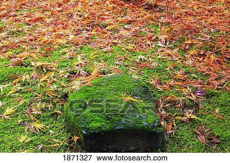 Stock Photo - portland, oregon, united states of america; a moss covered rock and leaves on the ground at the portland japanese garden in autumn. Fotosearch