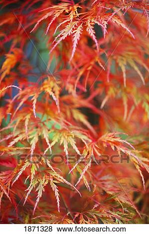 Stock Photo - portland, oregon, united states of america; leaves on a tree in autumn. Fotosearch