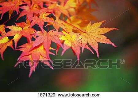 portland, oregon, united states of america; leaves on a tree in autumn View Large Photo Image Stock Photo - portland, oregon, united states of america; leaves on a tree in autumn. Fotosearch