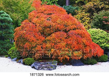 Stock Photograph - portland, oregon, united states of america; autumn colors in the portland japanese garden. Fotosearch