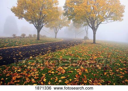 Stock Photograph - portland, oregon, united states of america; trees in a park in the fog in autumn. Fotosearch