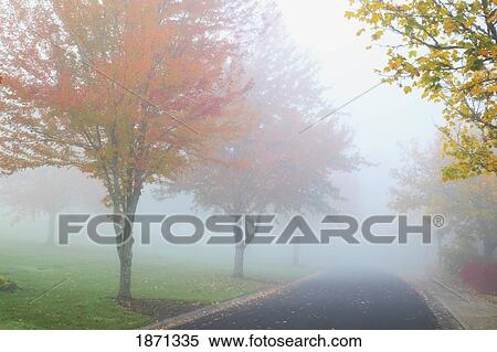 portland, oregon, united states of america; trees in a park in the fog in autumn View Large Photo Image Stock Photography - portland, oregon, united states of america; trees in a park in the fog in autumn. Fotosearch