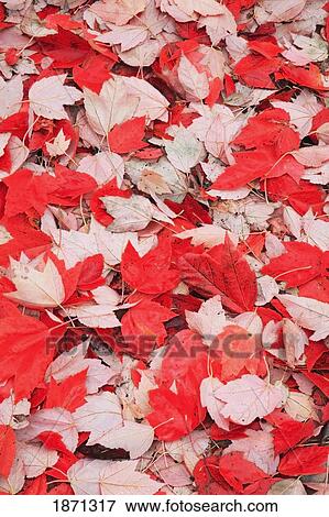 red leaves on the ground View Large Photo Image Stock Photo - red leaves on the ground. Fotosearch