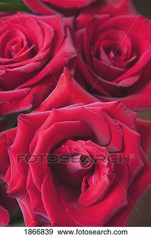 Stock Photo - red roses. Fotosearch