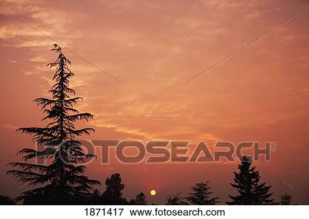 Stock Photo - sunset sky over the trees. Fotosearch