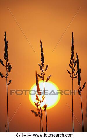 Picture - tall grass in a sunset. Fotosearch