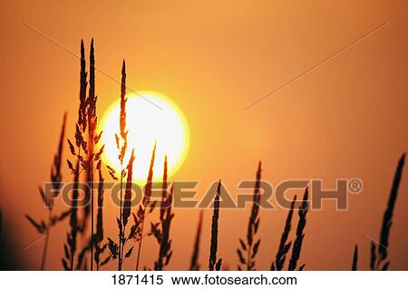 Stock Photography - tall grass in a sunset. Fotosearch