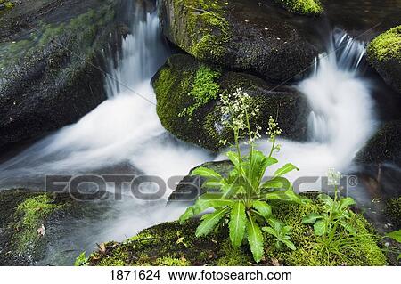 tennessee, united states of america; brook lettuce (saxifraga micranthidifolia) moss and small cascades in a stream in the great smoky mountains national park View Large Photo Image Picture - tennessee, united states of america; brook lettuce (saxifraga micranthidifolia) moss and small cascades in a stream in the great smoky mountains national park. Fotosearch