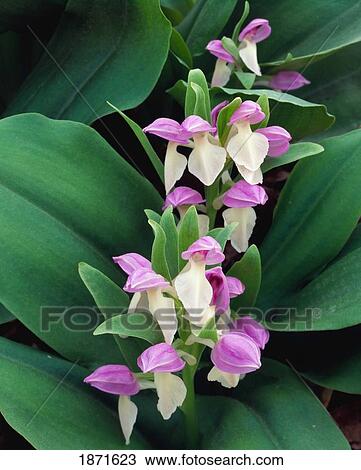 Stock Image - tennessee, united states of america; showy orchis (orchis spectabilis). Fotosearch