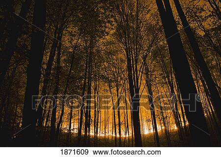 Stock Photo - tennessee, united states of america; glow of forest ground fire at night in the great smokey mountains national park. Fotosearch