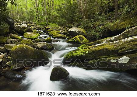 tennessee, united states of america; moss covered boulders along the roaring fork stream in the great smoky mountains national park View Large Photo Image Stock Photo - tennessee, united states of america; moss covered boulders along the roaring fork stream in the great smoky mountains national park. Fotosearch