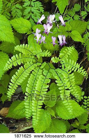 tennessee, united states of america; wild bleeding-heart flowers (dicentra eximia) above a northern maidenhair fern (adiantum pedatum) in the great smoky mountains national park View Large Photo Image Stock Photography - tennessee, united states of america; wild bleeding-heart flowers (dicentra eximia) above a northern maidenhair fern (adiantum pedatum) in the great smoky mountains national park. Fotosearch