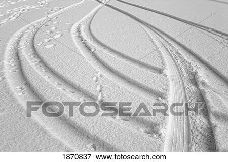 tire tracks and animal prints in the snow View Large Photo Image Stock Photo - tire tracks and animal prints in the snow. Fotosearch