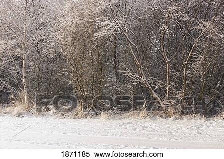 tire tracks in the snow and snow-covered trees in the winter View Large Photo Image Stock Photography - tire tracks in the snow and snow-covered trees in the winter. Fotosearch