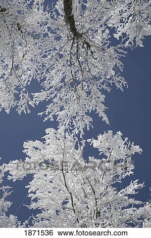 tops of the trees covered in snow against a blue sky View Large Photo Image Stock Photograph - tops of the trees covered in snow against a blue sky. Fotosearch