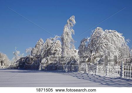 trees, a fence and field covered in snow View Large Photo Image Stock Photography - trees, a fence and field covered in snow. Fotosearch