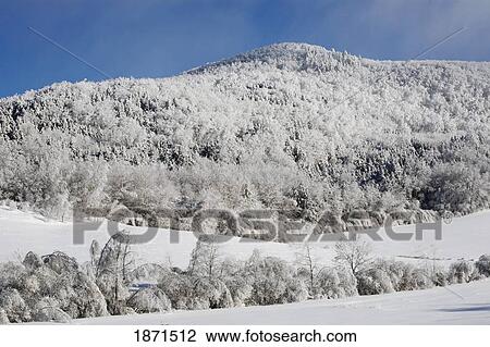 trees and a field covered in snow View Large Photo Image Stock Image - trees and a field covered in snow. Fotosearch